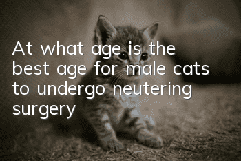 At what age is the best age for male cats to undergo neutering surgery?