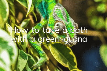 How to take a bath with a green iguana