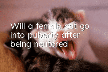 Will a female cat go into puberty after being neutered?