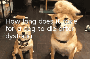 How long does it take for a dog to die after dystocia?