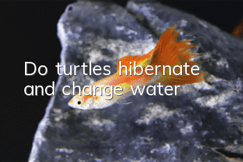 Do turtles hibernate and change water?