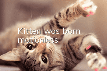 Kitten was born motionless