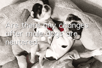 Are there any changes after male dogs are neutered?