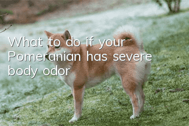 What to do if your Pomeranian has severe body odor