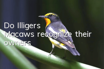 Do Illiger's Macaws recognize their owners?