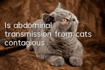 Is abdominal transmission from cats contagious?