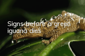 Signs before a green iguana dies