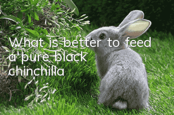 What is better to feed a pure black chinchilla?