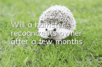 Will a hamster recognize its owner after a few months?