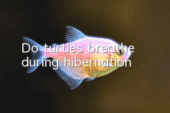 Do turtles breathe during hibernation?