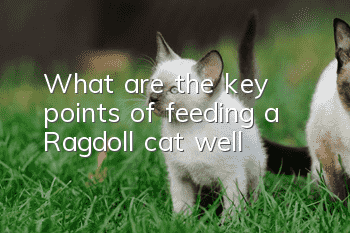 What are the key points of feeding a Ragdoll cat well?