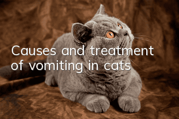 Causes and treatment of vomiting in cats