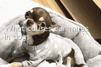 What causes ear mites in dogs?