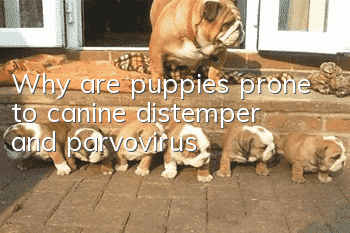 Why are puppies prone to canine distemper and parvovirus?