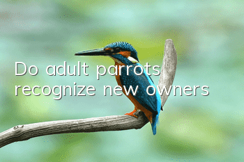 Do adult parrots recognize new owners?