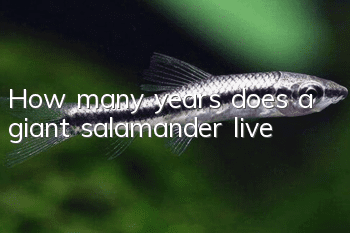 How many years does a giant salamander live?