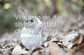 What to do if a silver-spotted chinchilla bites someone