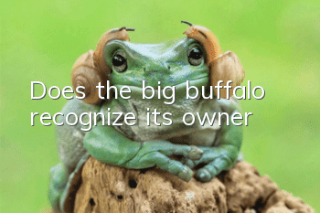 Does the big buffalo recognize its owner?