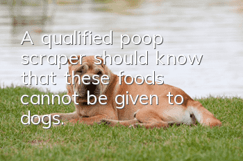 A qualified poop scraper should know that these foods cannot be given to dogs.