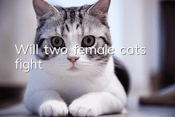 Will two female cats fight?