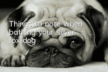 Things to note when bathing your silver fox dog