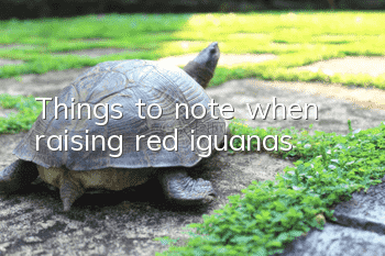 Things to note when raising red iguanas