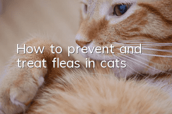 How to prevent and treat fleas in cats