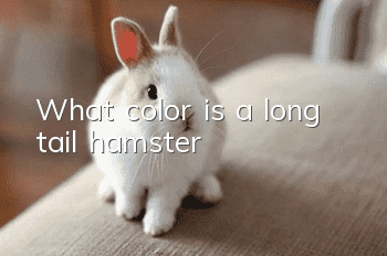 What color is a long tail hamster?