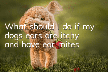 What should I do if my dog’s ears are itchy and have ear mites?