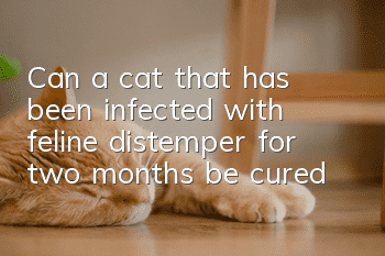 Can a cat that has been infected with feline distemper for two months be cured?