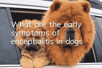 What are the early symptoms of encephalitis in dogs?