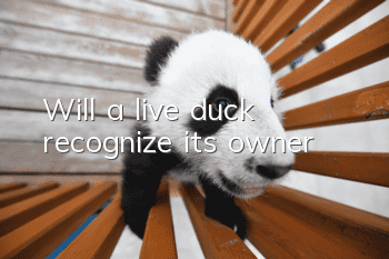 Will a live duck recognize its owner?