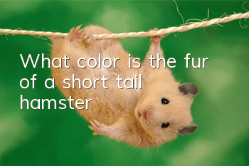 What color is the fur of a short tail hamster?