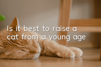 Is it best to raise a cat from a young age?