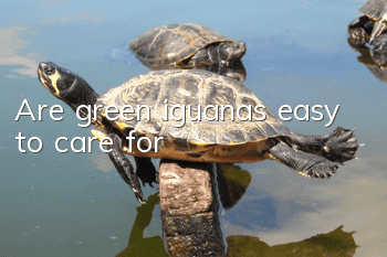 Are green iguanas easy to care for?