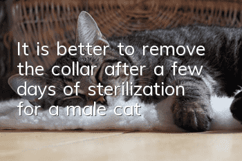 It is better to remove the collar after a few days of sterilization for a male cat