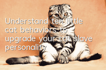 Understand ten little cat behaviors to upgrade your cat slave personality