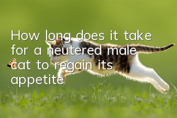 How long does it take for a neutered male cat to regain its appetite?