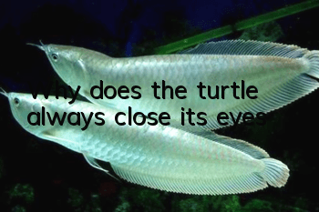 Why does the turtle always close its eyes?