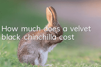 How much does a velvet black chinchilla cost?