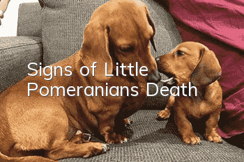 Signs of Little Pomeranian’s Death