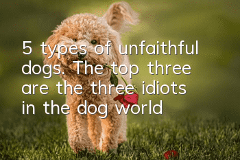 5 types of unfaithful dogs. The top three are the three idiots in the dog world!