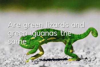 Are green lizards and green iguanas the same?