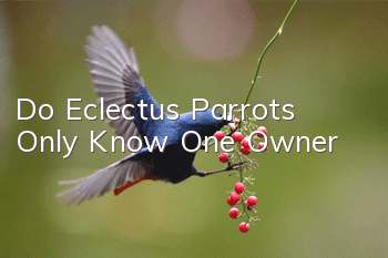 Do Eclectus Parrots Only Know One Owner?