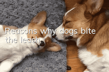 Reasons why dogs bite the leash