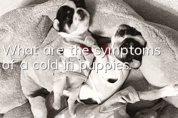 What are the symptoms of a cold in puppies?