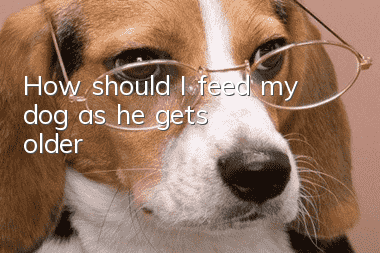 How should I feed my dog ​​as he gets older?