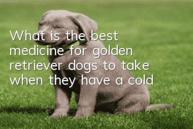 What is the best medicine for golden retriever dogs to take when they have a cold?