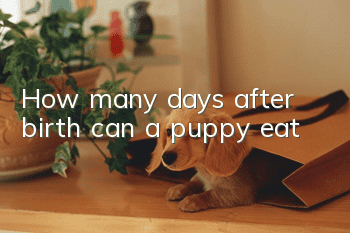 How many days after birth can a puppy eat?