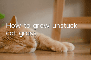 How to grow unstuck cat grass